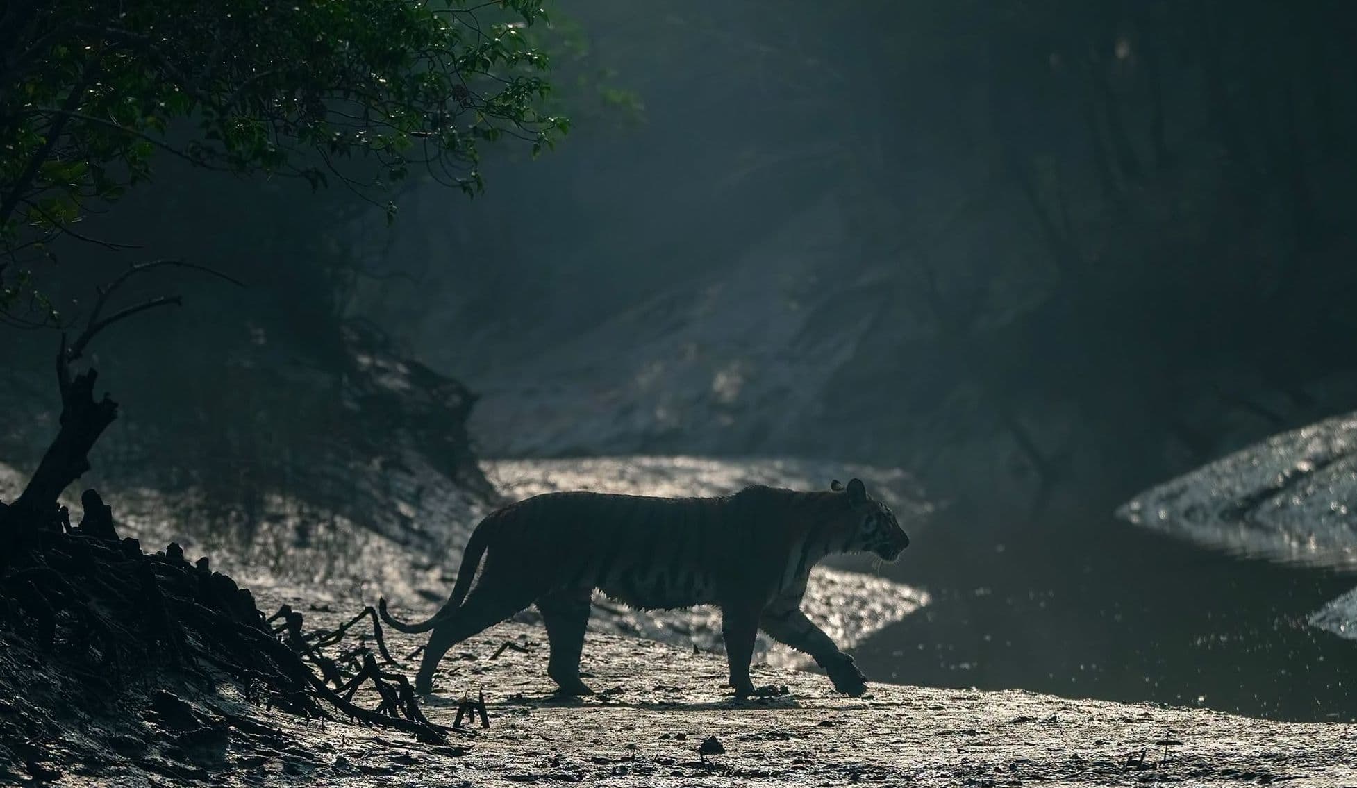 Royal Bengal Tiger on tidal mudflat in Sundarbans mangrove forest, Bangladesh